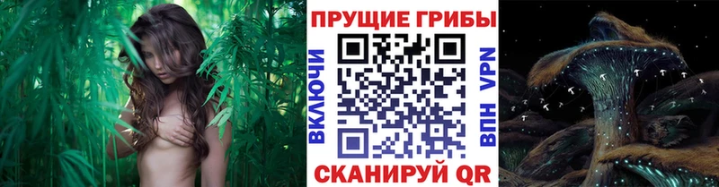 купить наркотики сайты  Дюртюли  Псилоцибиновые грибы ЛСД 